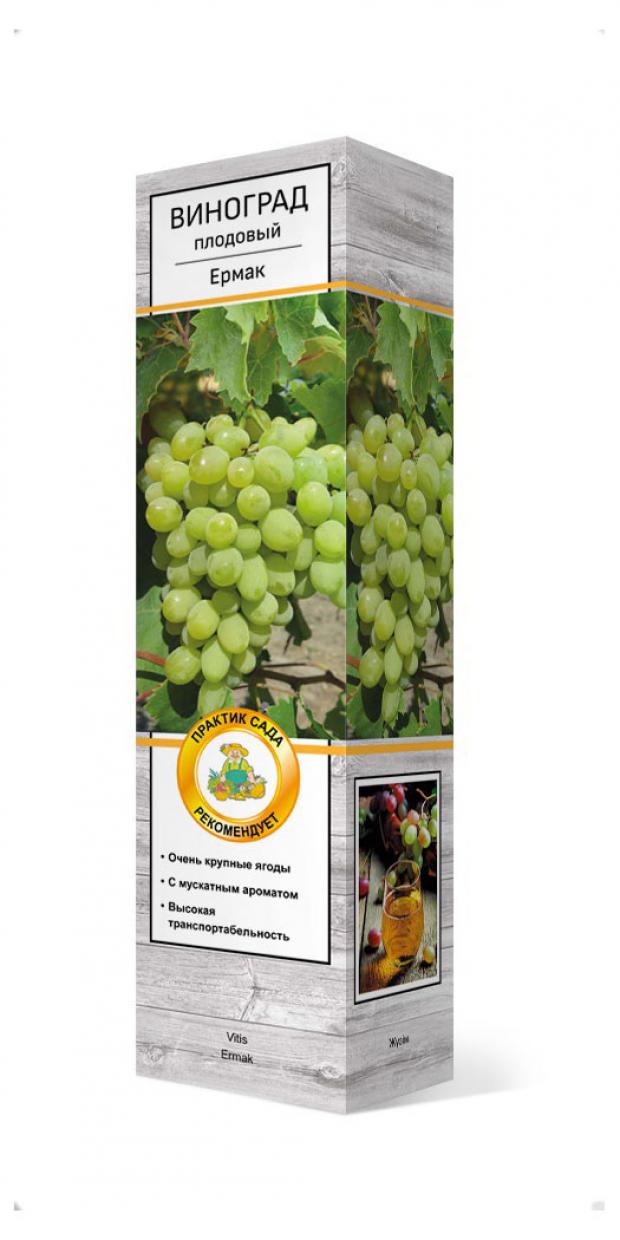 

Саженцы Виноград «Поиск» плодовый микс