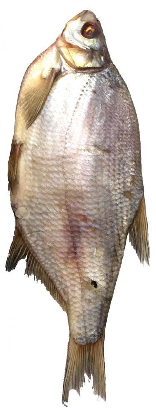 Лещ вяленый «Элит Фиш», вес