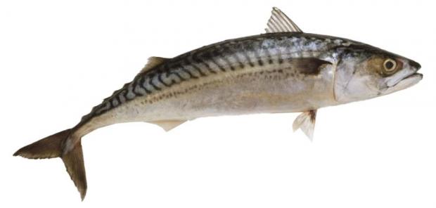 

Скумбрия 200-400 Ultra Fish ( 0,8-1,2 кг), 1 упаковка ~ 1 кг