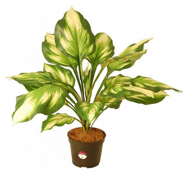

Диффенбахия в кашпо Greener, 55 см