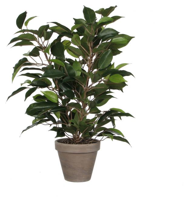 

Цветок искусственный Mica Decorations Фикус Наташа в горшке, 40 см