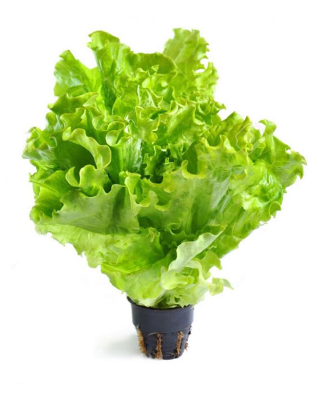 

Салат листовой «Лидер фреш» Афицион, 100 г