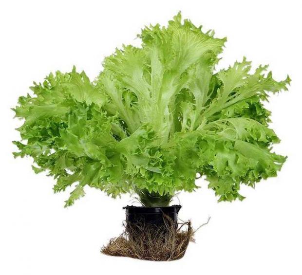 

Салат кудрявый «Лидер фреш» Саланова, 100 г