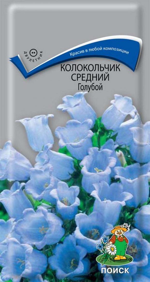 Кампанула Семена Купить В Интернет Магазине