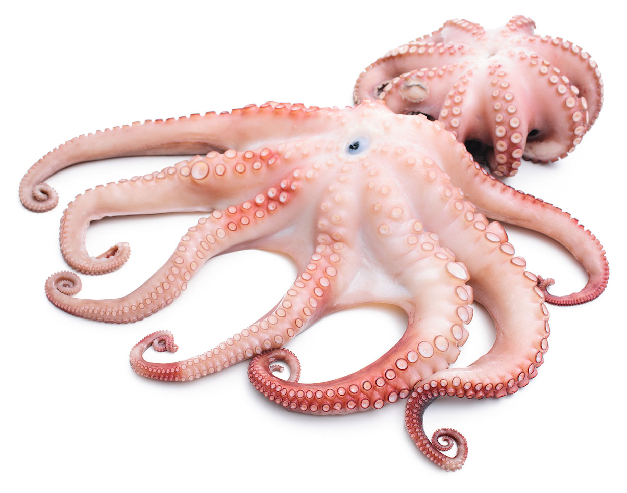 

Осьминог охлажденный, вес