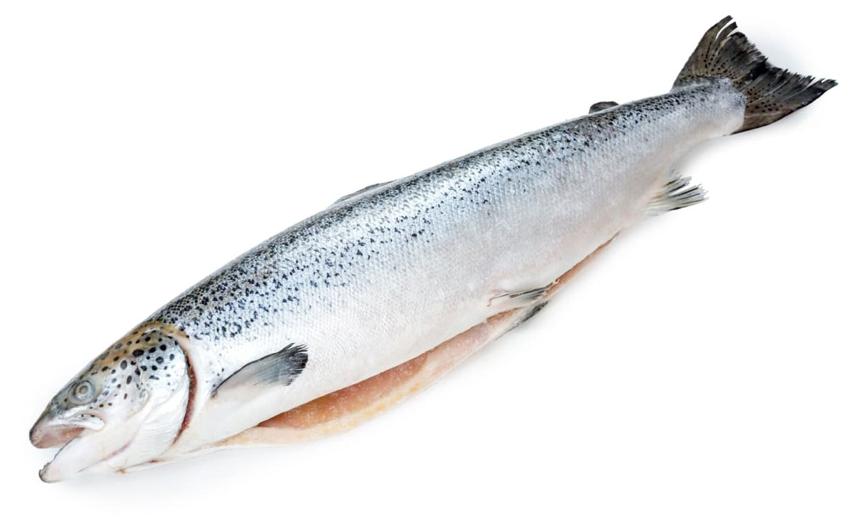 

Лосось охлажденный Атлантический потрошеный с головой средний, вес