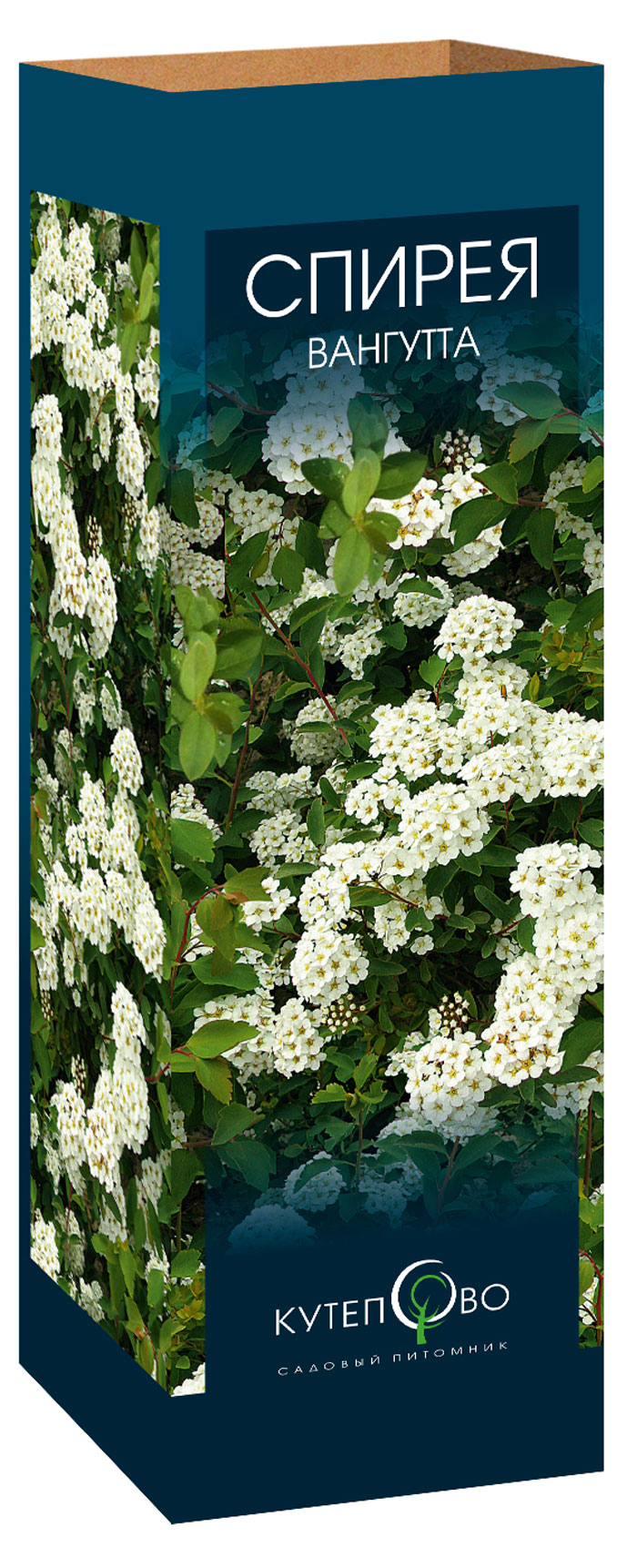 

Саженцы Спирея Вангутта