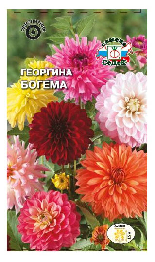 

Семена СеДеК Георгина Богема