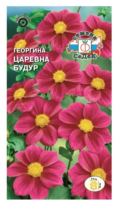 

Семена СеДеК ГеоргинаЦаревнаБудур
