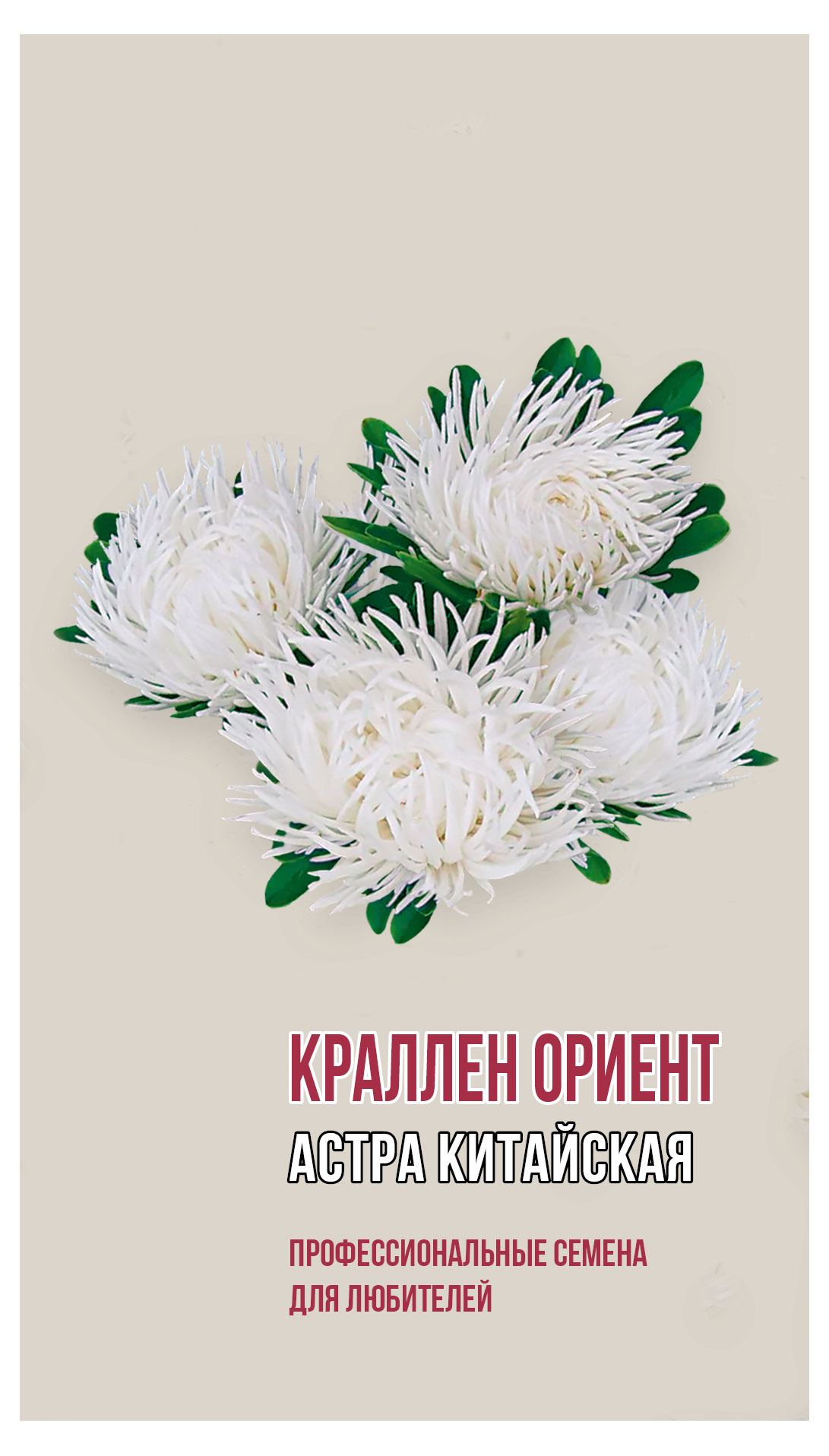 Изображение товара Семена «Агрони» Астра Краллен Ориент, 0,2 г