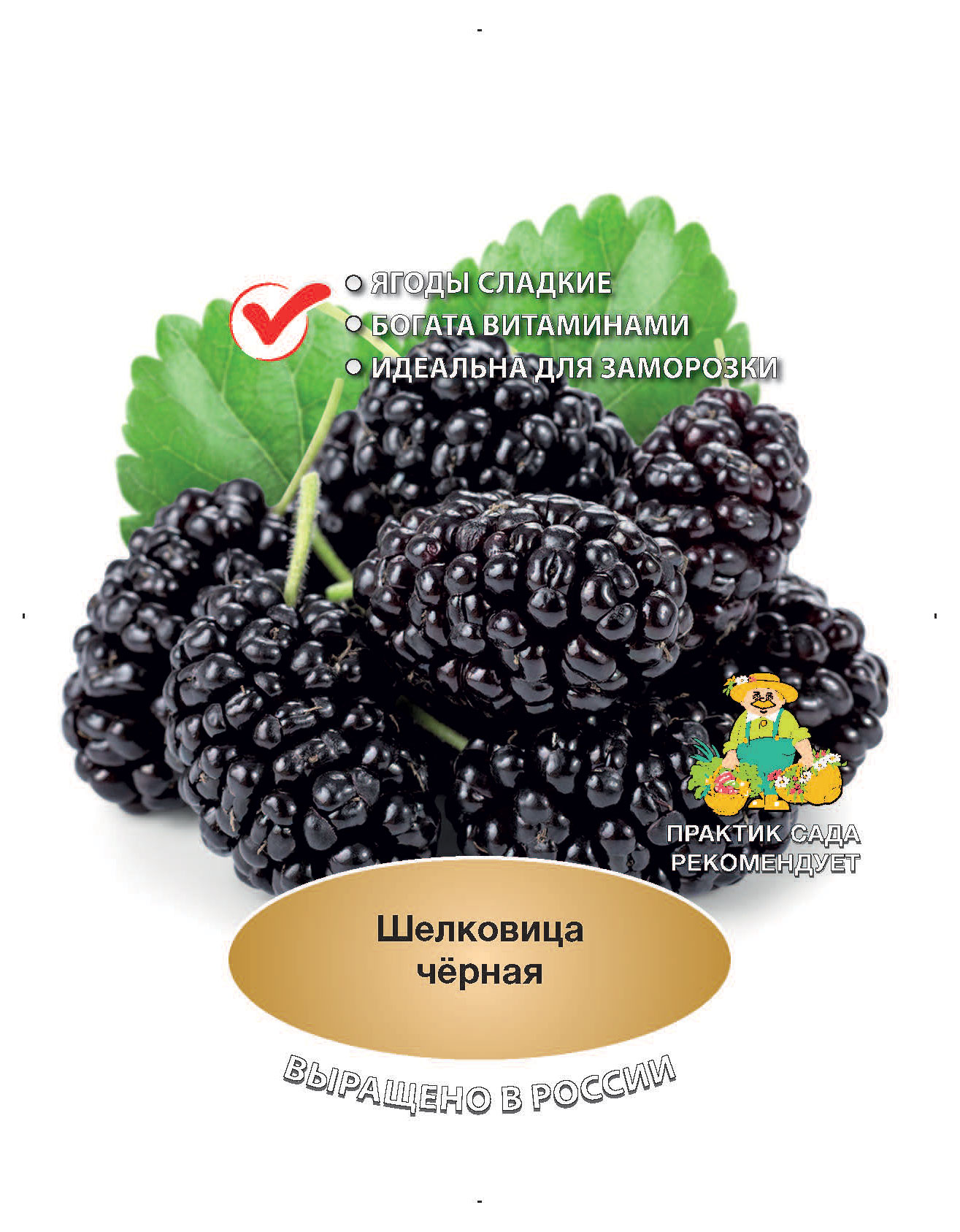 

Саженцы Поиск Шелковица