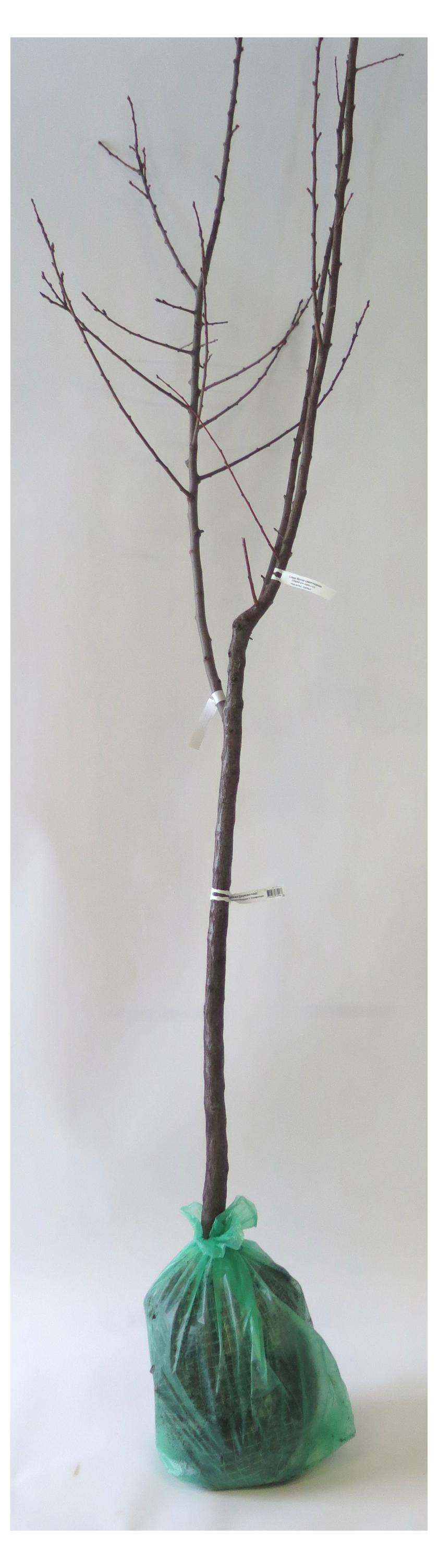 Изображение товара Саженцы «Поиск» Яблоня дерево-сад, 1 шт