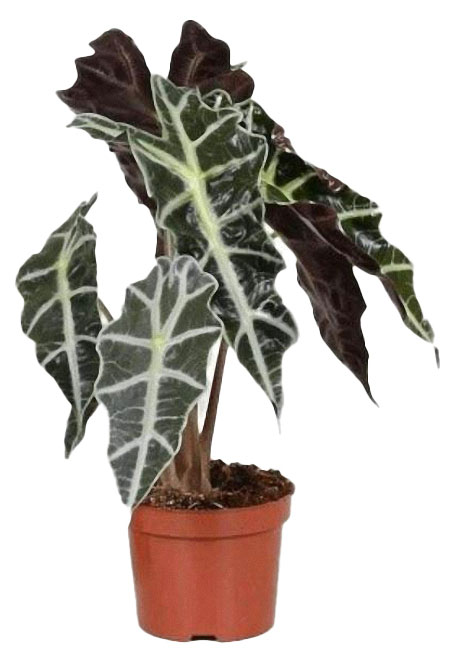 

Живое растение Алоказия Полли в горшке d 12 h 40 см, 1 шт