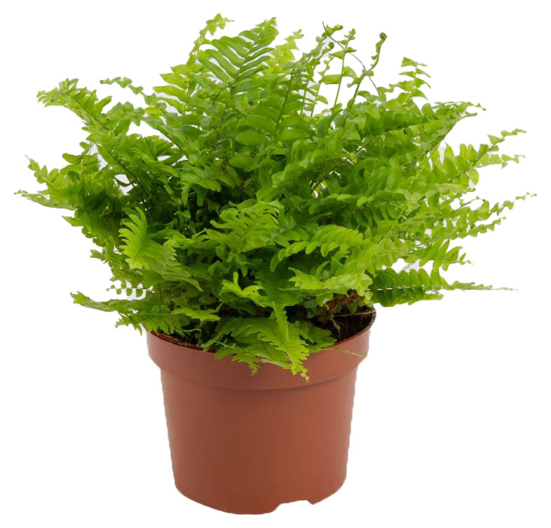 

Папоротник Нефролепис в горшке, d 12 h 35 см