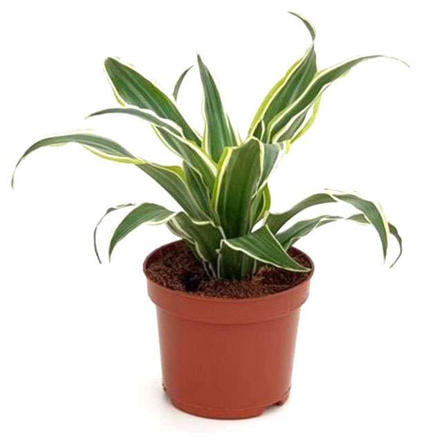 

Живое растение Драцена Серпрайз зеленая в горшке d 9 h 20 см, 1 шт