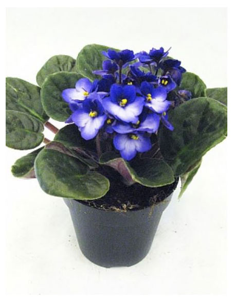 

Живое растение Фиалка (Сенполия) Блю-вайт в горшке d 12 h 20 см, 1 шт