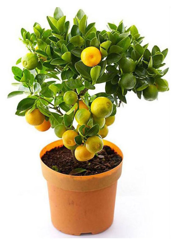 

Живое растение цитрус Цитрофортунелла дерево в горшке, d 12 h 30 см
