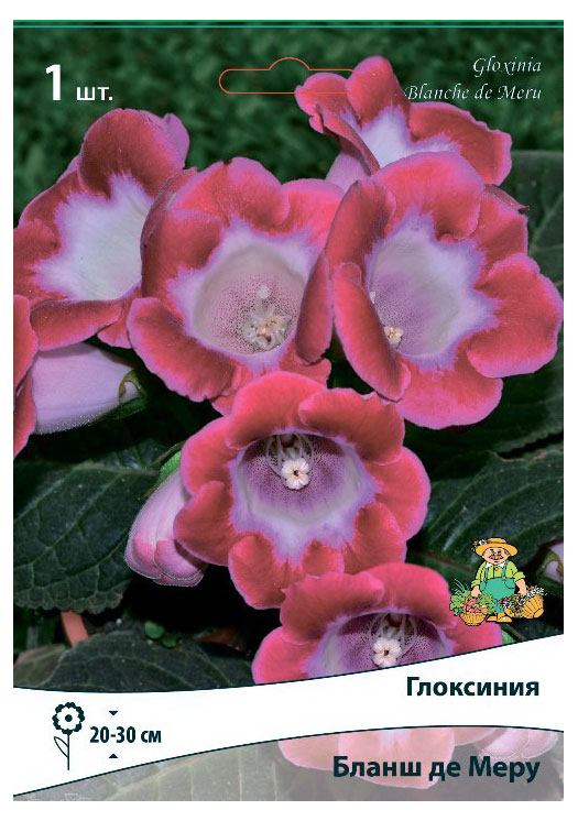 

Луковичные цветы Поиск Глоксиния, 1 шт