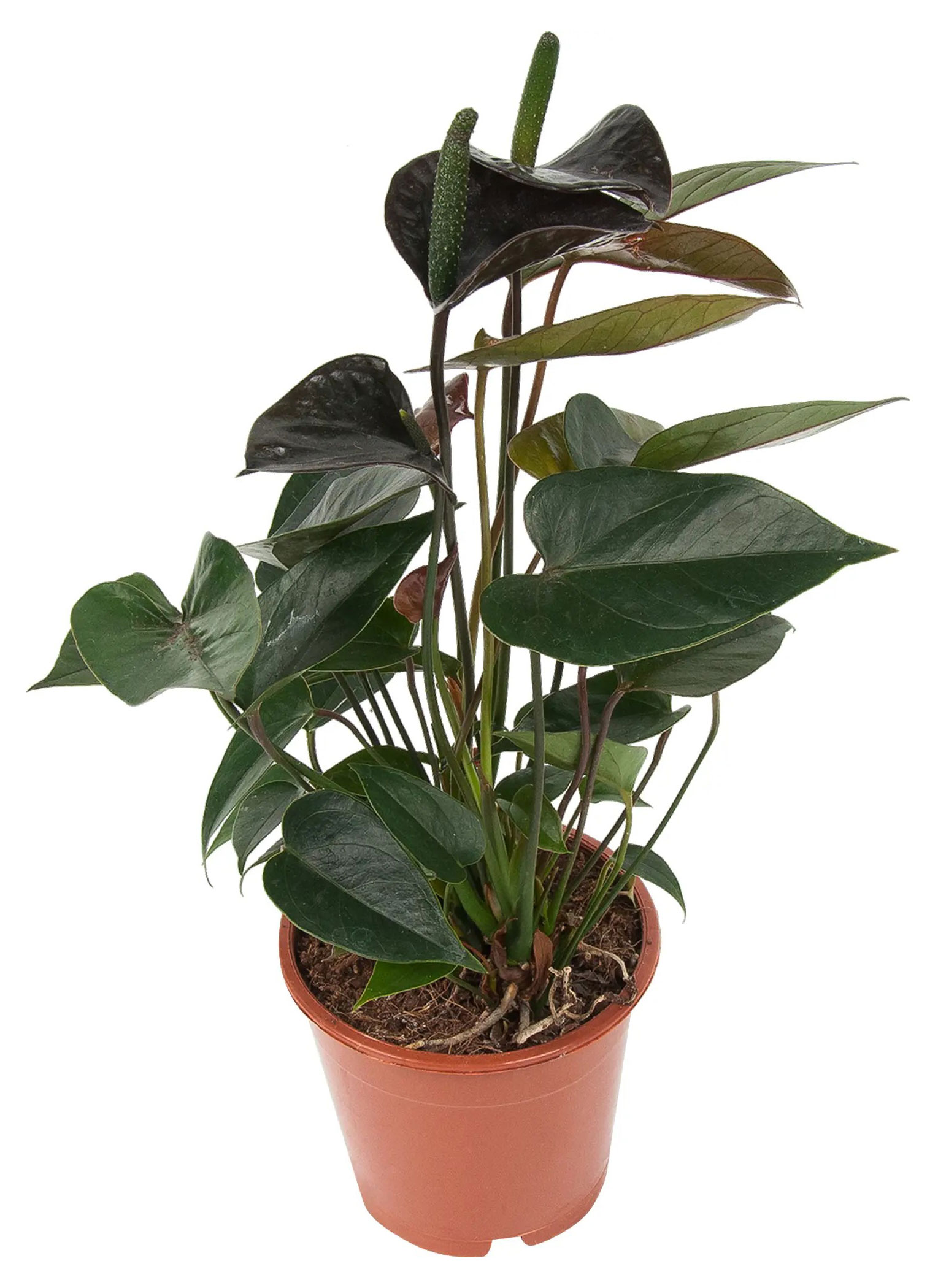 

Живое растение Антуриум Блэк Лав черный в горшке d 12 h 35 см, 1 шт