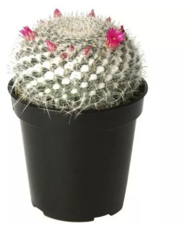 

Живое растение Кактус Маммилярия в горшке d 5,5 h 10 см, 1 шт