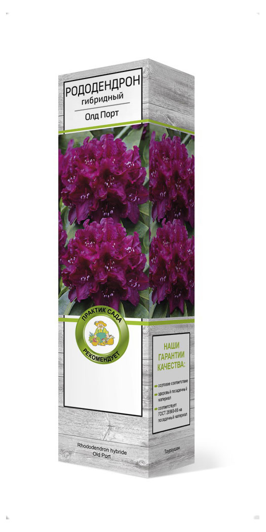 

Саженцы Поиск Рододендрон гибридный