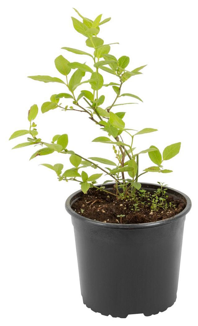 

Саженцы плодово-ягодных кустарников Голубика садовая PlantMarket Элизабет в горшке, С1