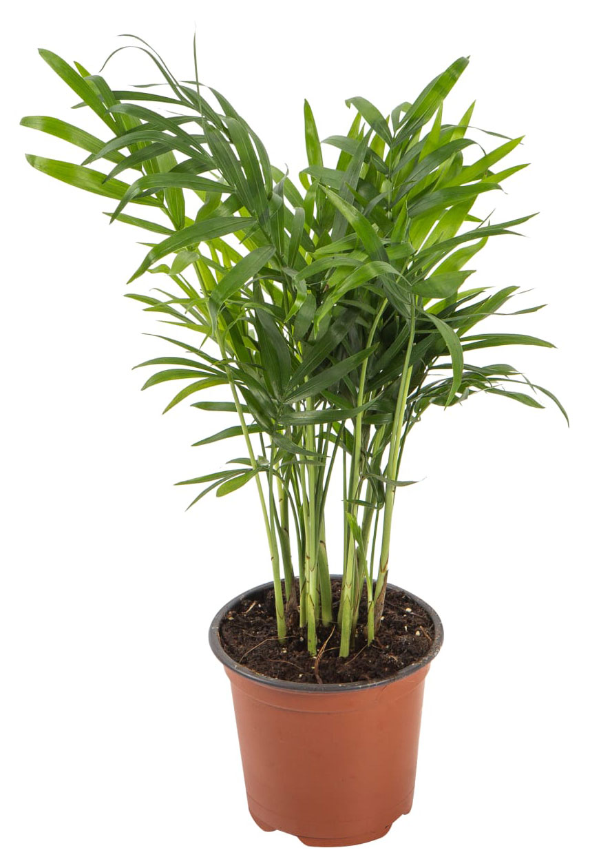 

Пальма Хамедорея в горшке, d 9 h 30 см