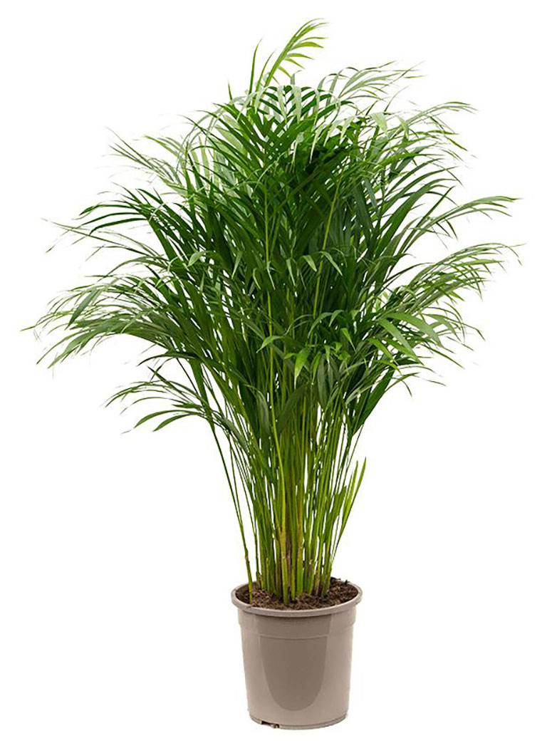 

Пальма Арека Хризалидокарпус в горшке, d 17 h 60 см