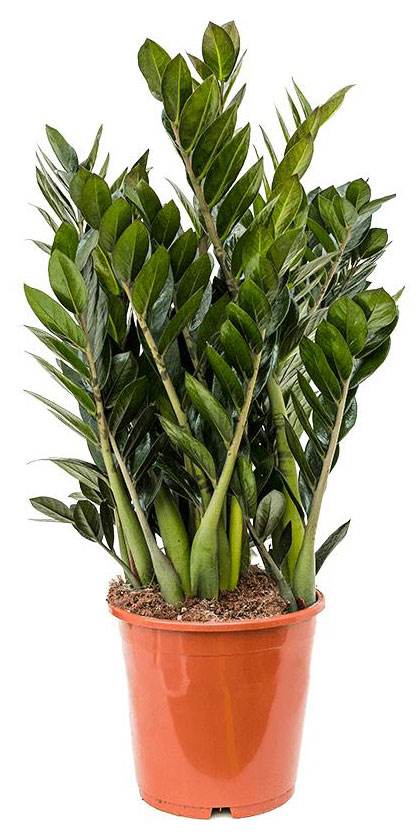 

Замиокулькас дерево в горшке, d 21 h 80 см