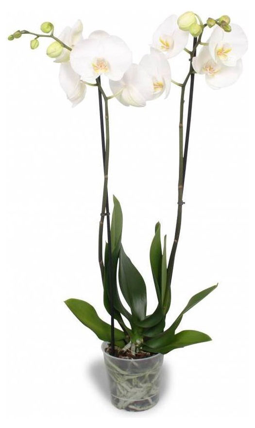 Изображение товара Живое растение Орхидея Фаленопсис 2 стебля в ассортименте в горшке d 12 h 60 см, 1 шт