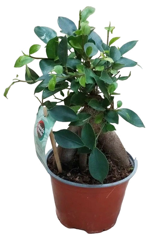 Изображение товара Живое растение Фикус Джинсенг зеленый в горшке D12 35 см декоративное