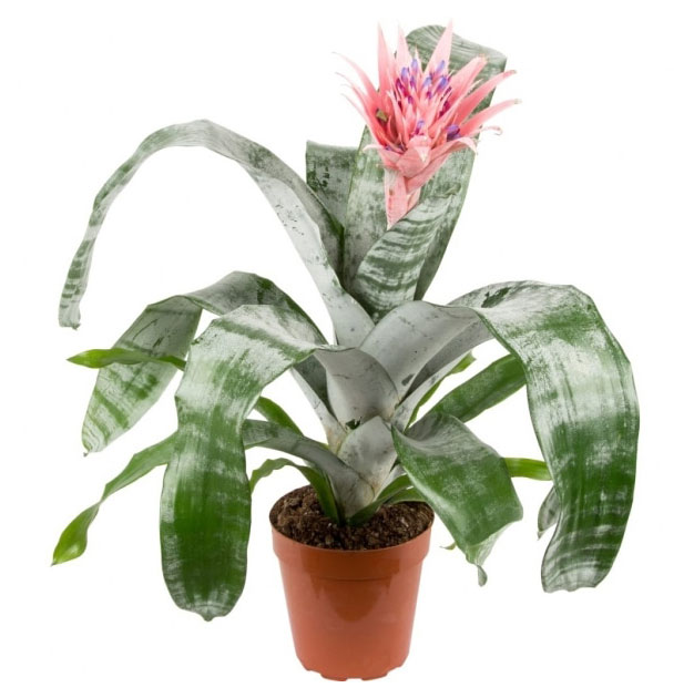 

Эхмея Примера в горшке, d 15 h 60 см