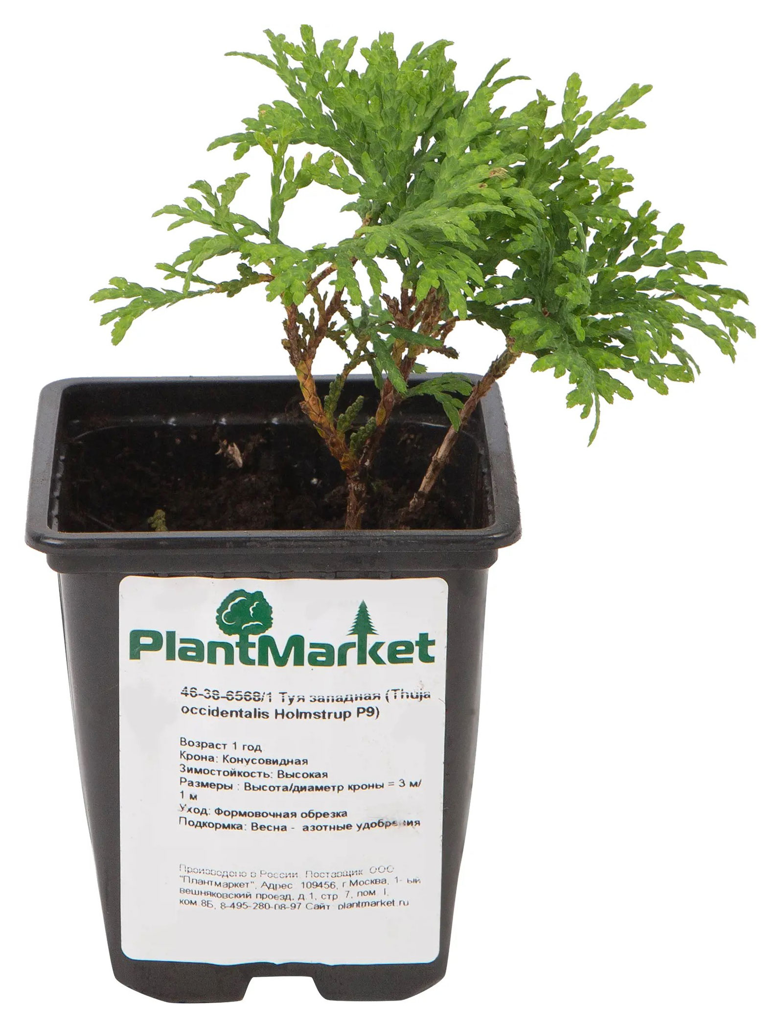 

Саженцы Туя западная Холмструп в горшке, P9