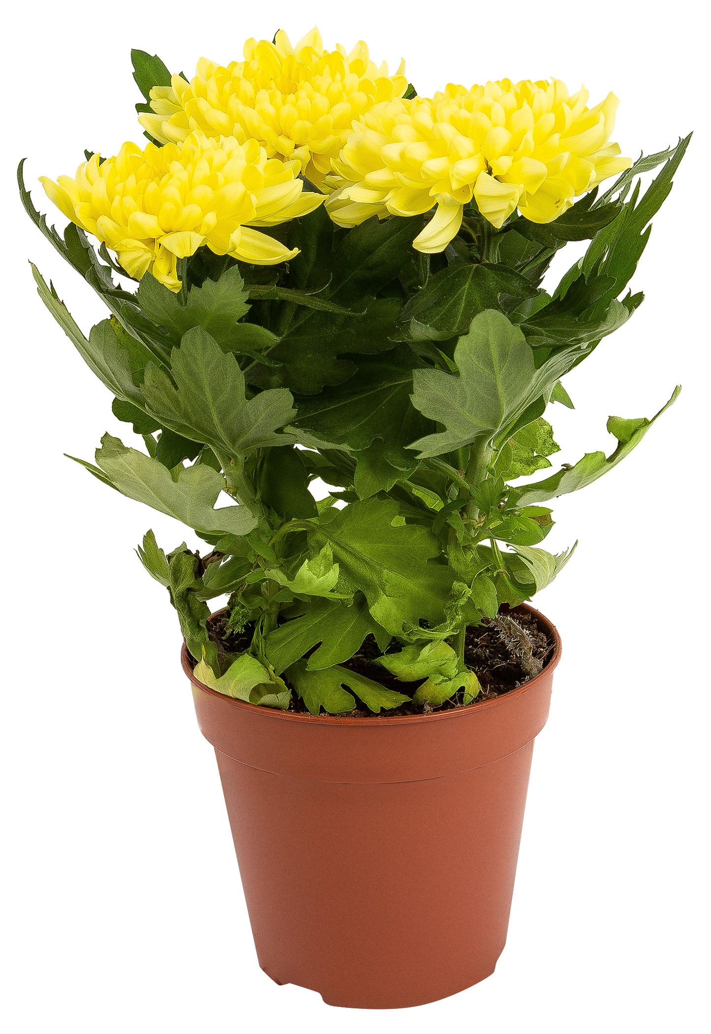 

Живое растение Хризантема Деко в ассортименте в горшке d 14 h 30 см, 1 шт