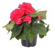 

Саженцы цветов Бегония Agroni Биг в горшке, d 12 h 25 см