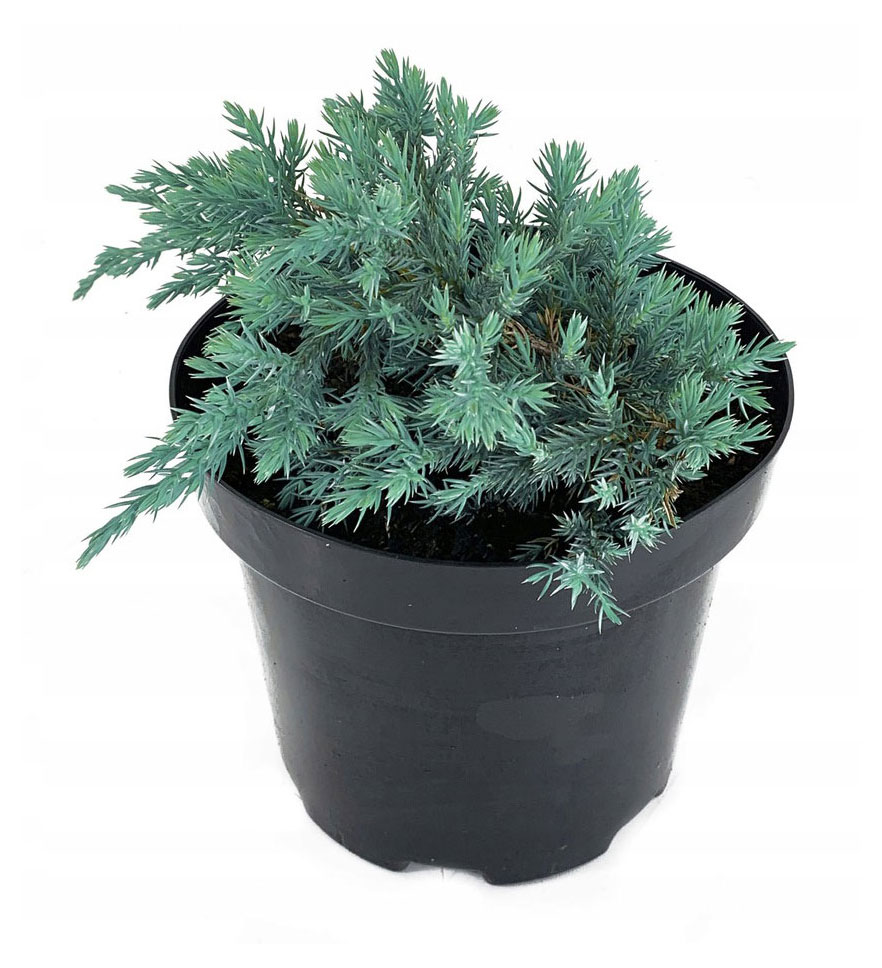 Изображение товара Саженцы Можжевельник Блю Карпет, d 13 h 15 см
