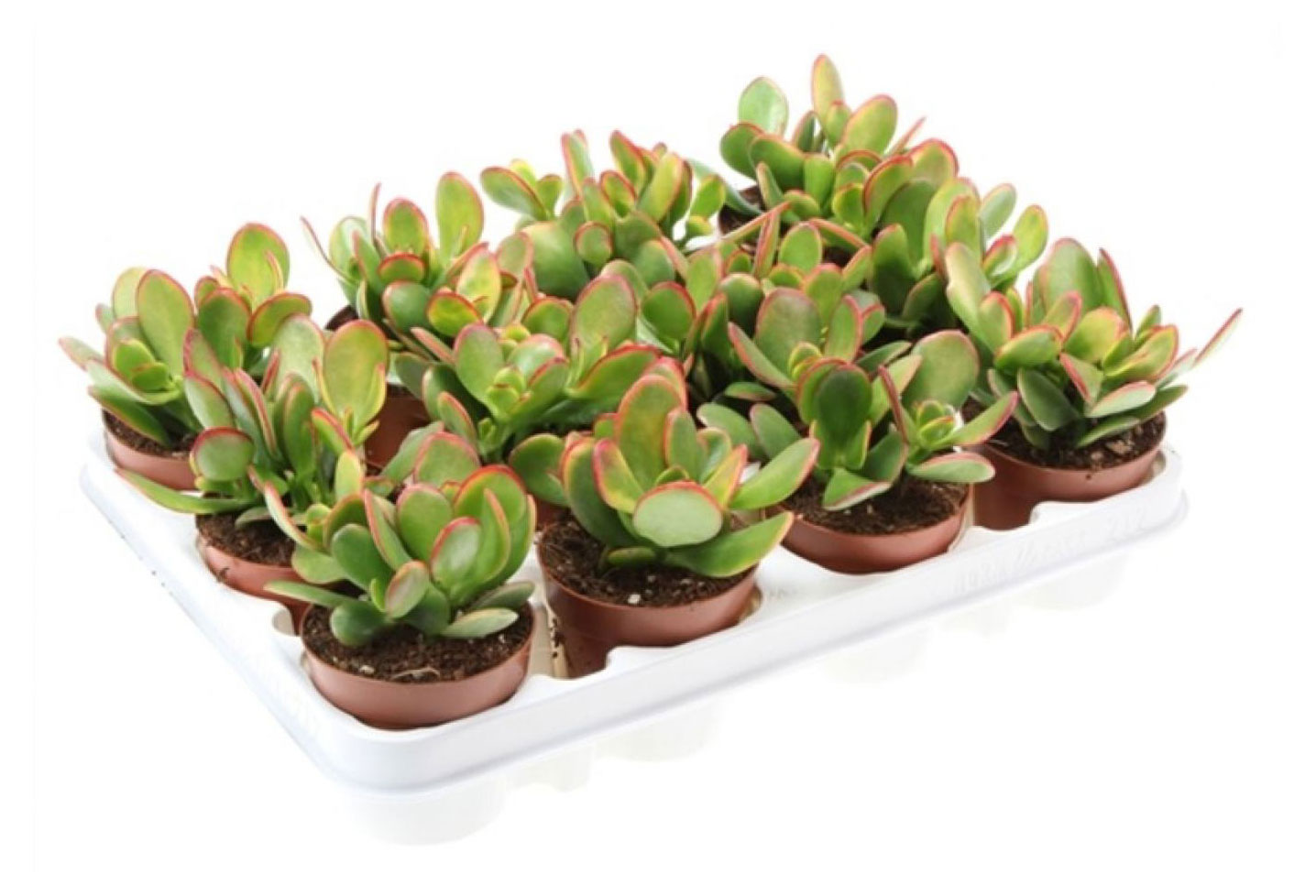 

Живое растение суккулент Крассула (Толстянка) в ассортименте в горшке d 5,5 h 8 см, 1 шт