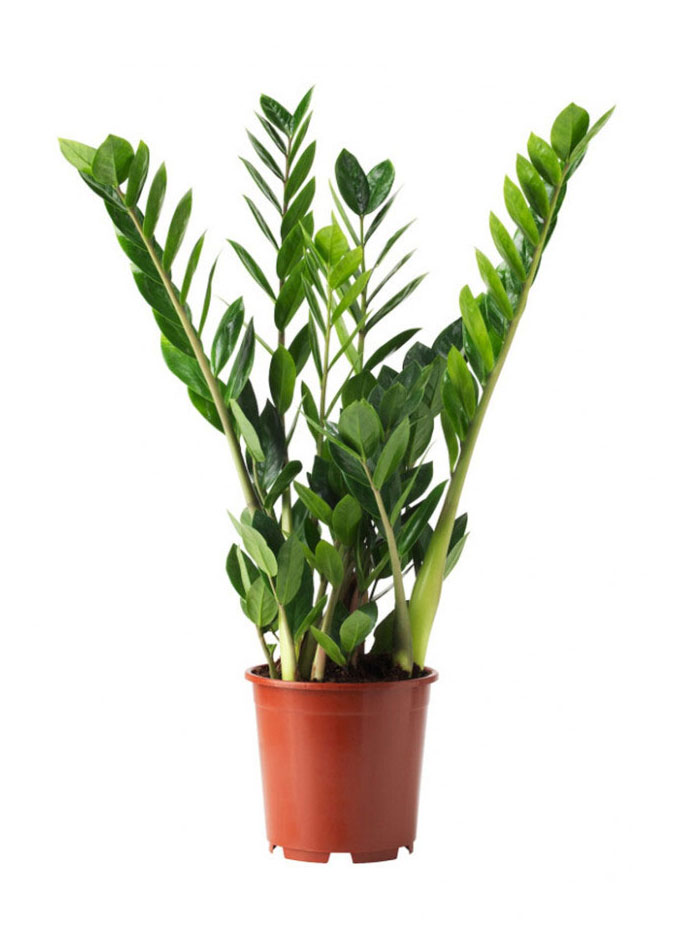 

Замиокулькас в горшке, d 24 h 90 см