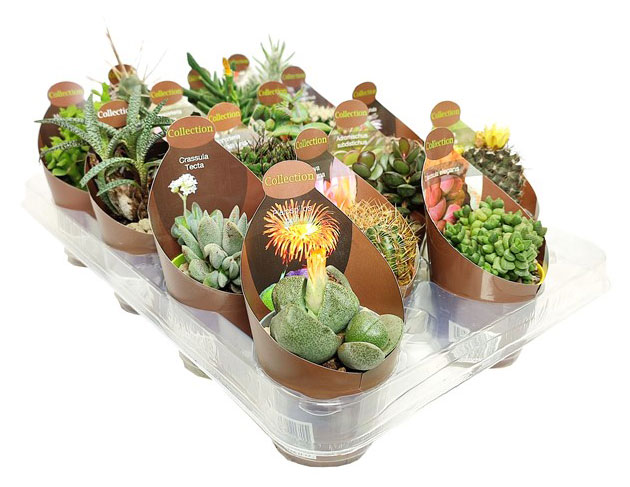

Микс кактус/суккулент 3, d 6,5 h 10 см