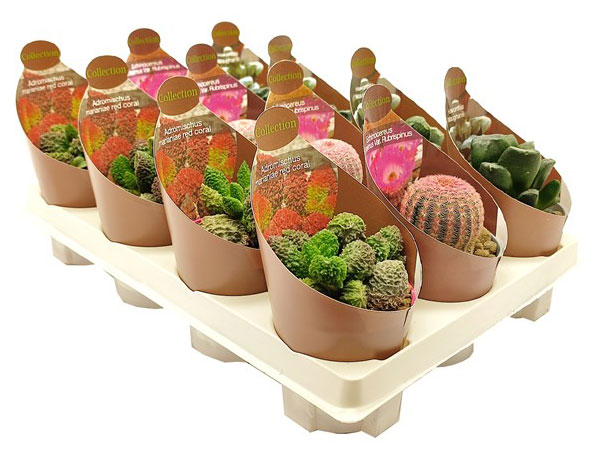 

Микс кактус/суккулент collection 2, d 6,5 h 10 см
