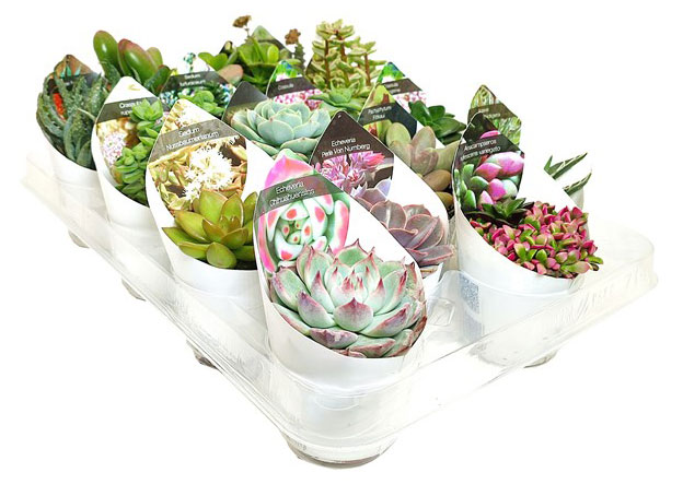 

Микс суккулентов collection, d 6,5 h 20 см