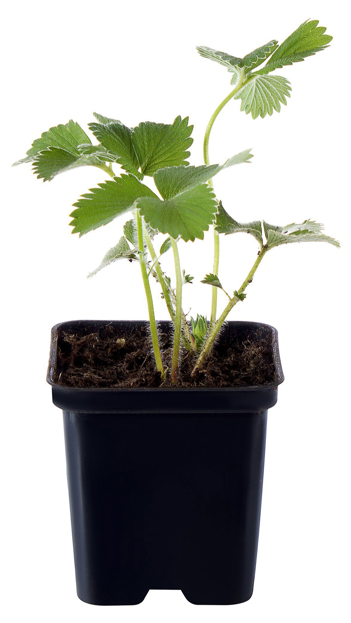 

Рассада Земляника садовая PlantMarket Фраголауреа, 1 шт