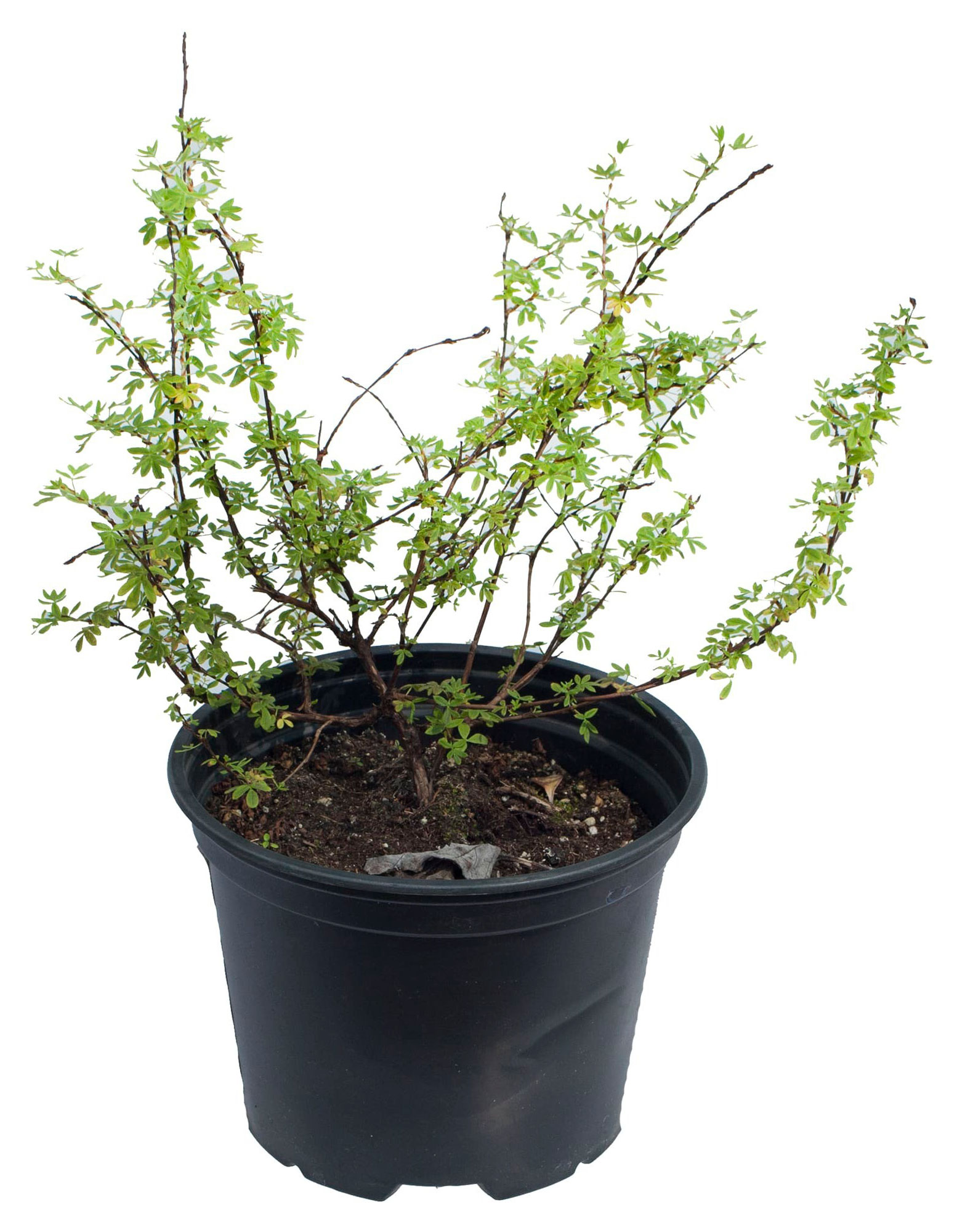 

Саженцы Лапчатка кустарниковая PlantMarket Абботсвуд С3, 1 шт