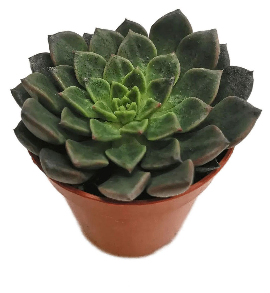 

Граптопеталум Филиферум в горшке, d 9 h 10 см