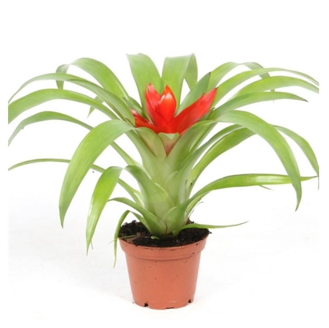 

Живое растение Бромелия Гузмания микс в ассортименте в горшке d 9 h 20 см, 1 шт