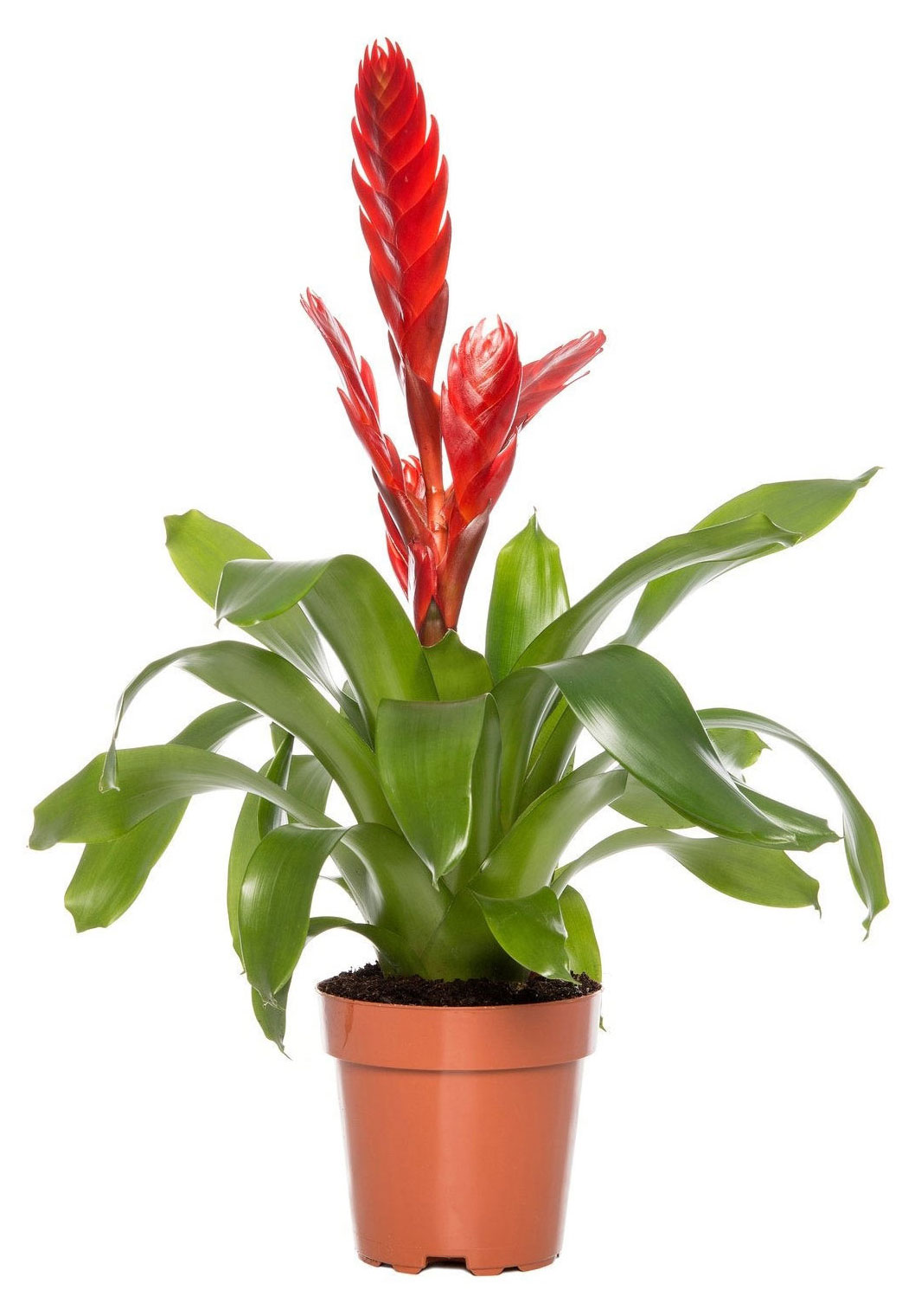 Изображение товара Живое растение Вриезия фризея в горшке от 31 до 50 см, Россия, декоративное цветущее