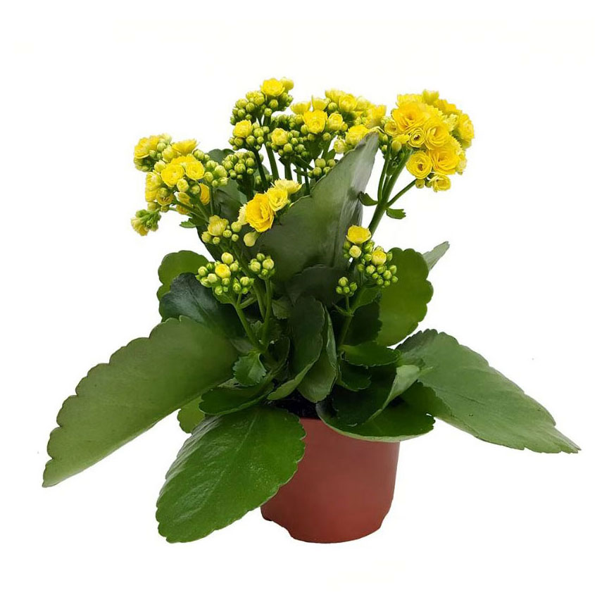 Изображение товара Суккулент цветущий Каланхоэ Каландива в горшке 10 см разноцветный ассортимент