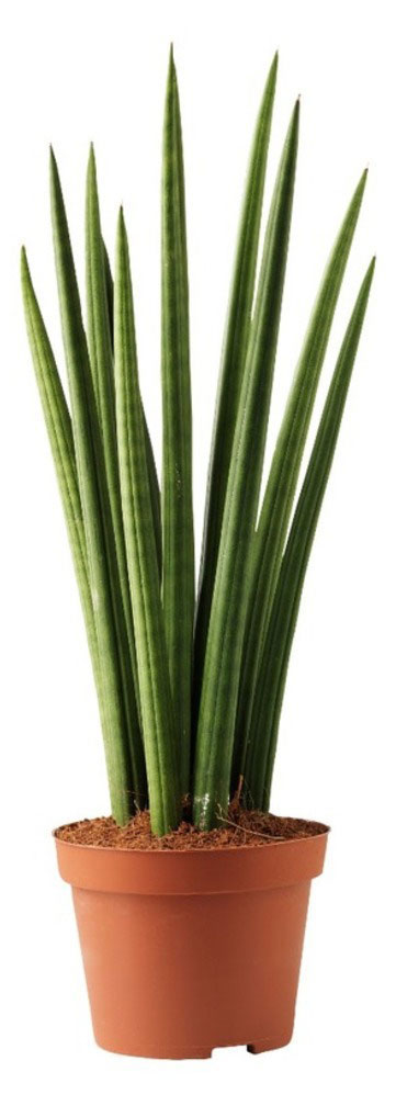 

Сансевиерия цилиндрика микс в горшке, d 6 h 10-25 см
