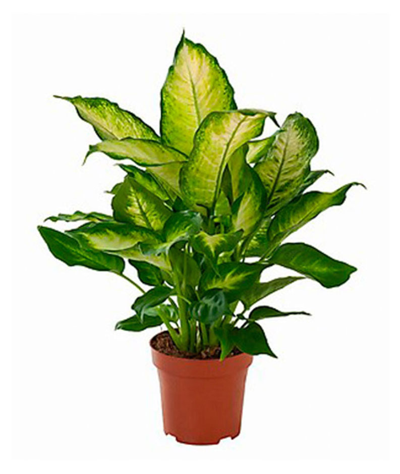 

Живое растение Диффенбахия Камилла в ассортименте в горшке d 9 h 20 см, 1 шт