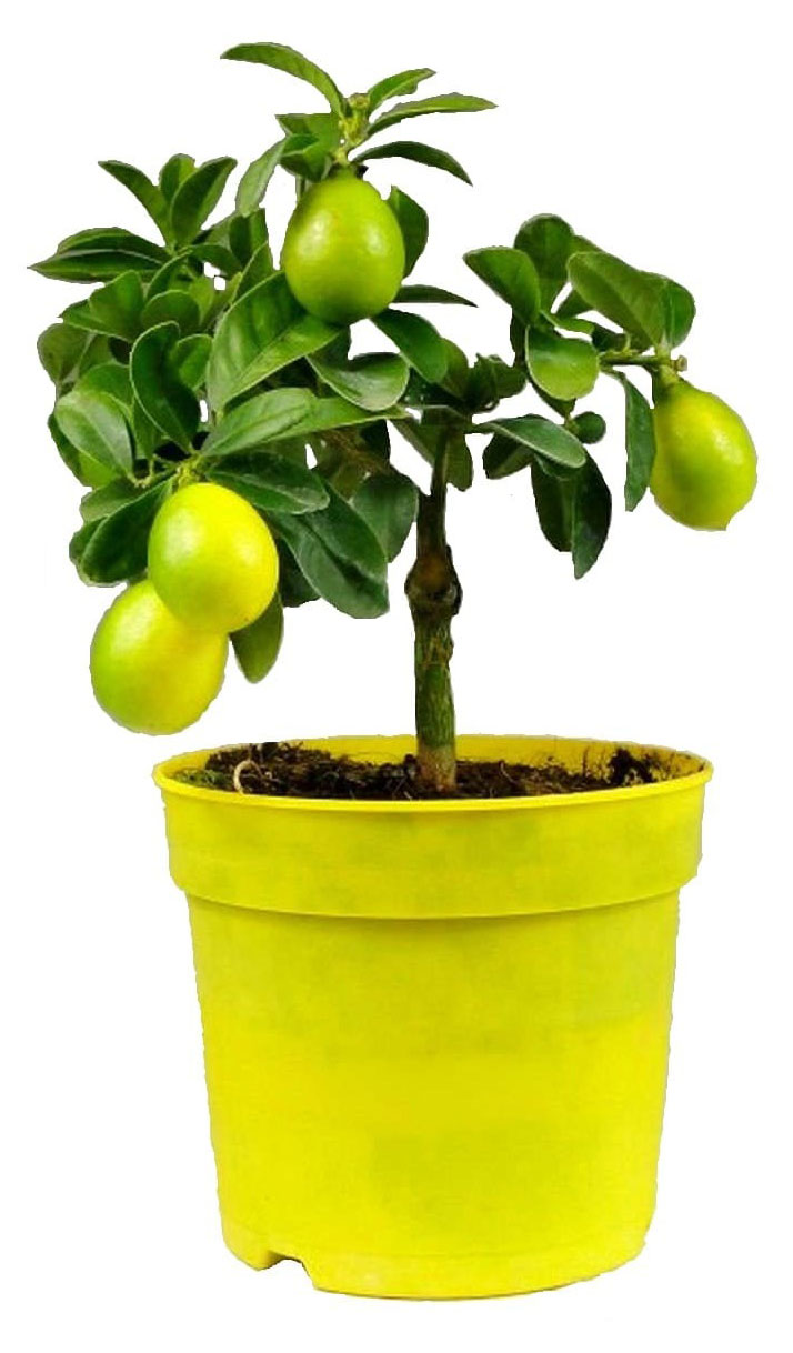 

Цитрус Лимон дерево в горшке, d 12 h 25 см